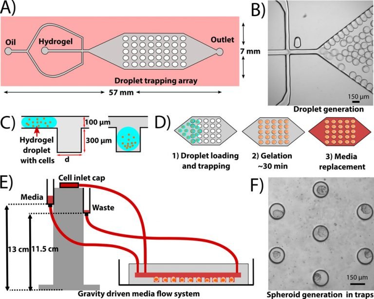 A Microfluidic Platform For Generation Of D Spheroids Using A Hydrogel