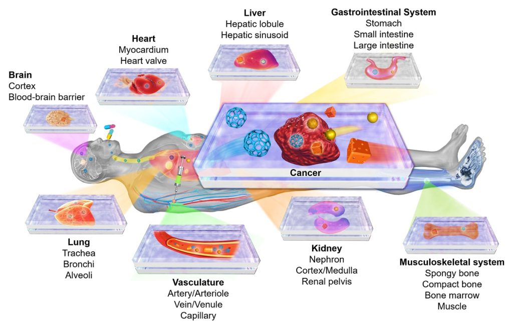 Organ-on-a-chip and disease-on-a-chip platforms for modeling human physiology and pathophysiology. 