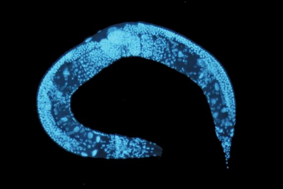 C. elegans behavioural study