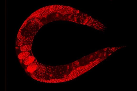 C. elegans sorting