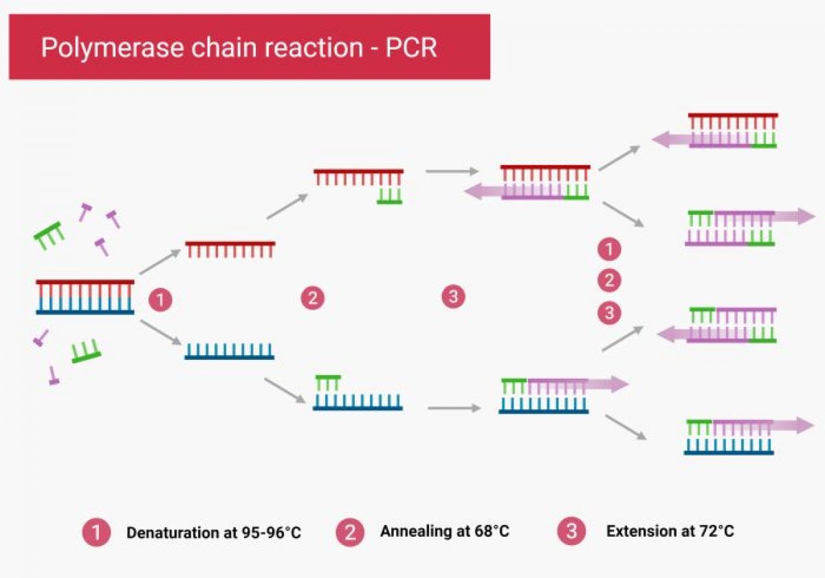 Pcr Diagram