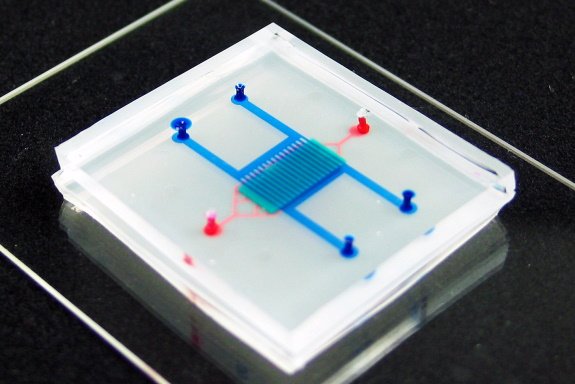 Heart On A Chip A Novel Microfluidic Approach For Cardiac Research