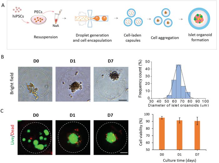 A Droplet Microfluidic Platform For Stem Cell Organoid Engineering