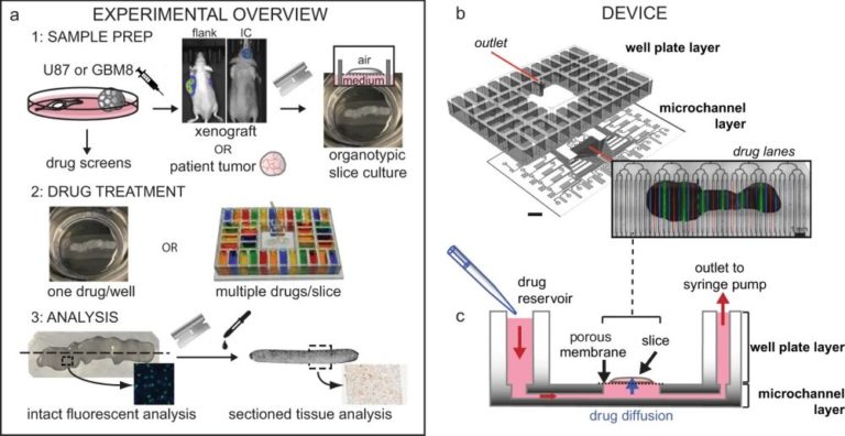 Microfluidic Drug Delivery To Tumor Slice Cultures Ufluidix