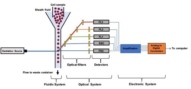 Cell Characterization Using Microfluidic Flow Cytometry | uFluidix