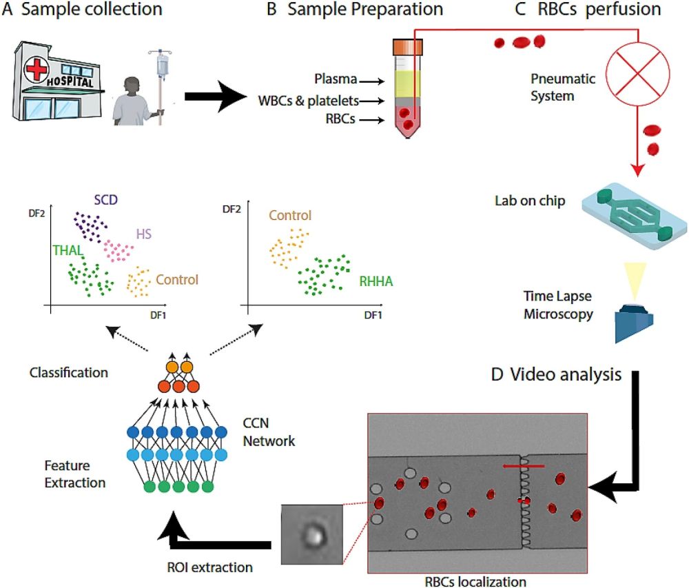 Microfluidic Meets Deep Learning To Analyze Red Blood Cells 