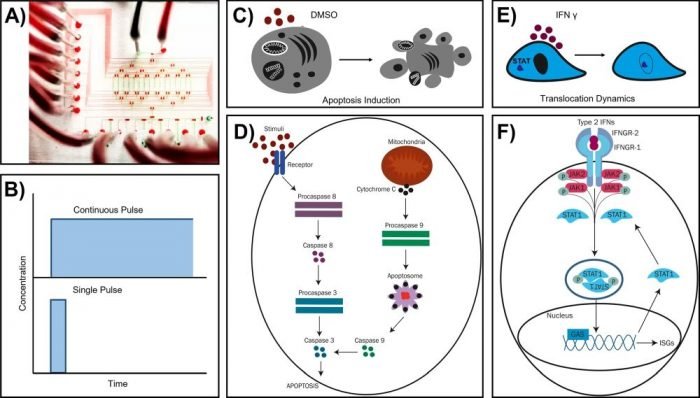 Microfluidics-enabled Analysis Of Signaling Dynamics In Single-cells