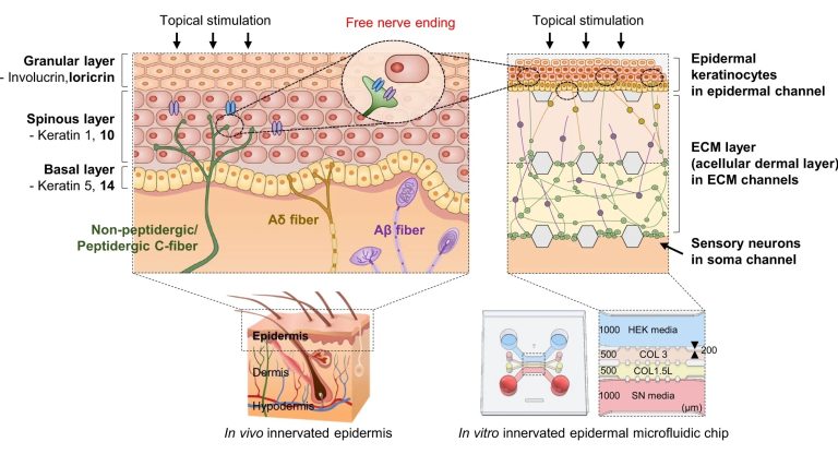 A Novel Microfluidic Tool for Studying Neurocutaneous Diseases