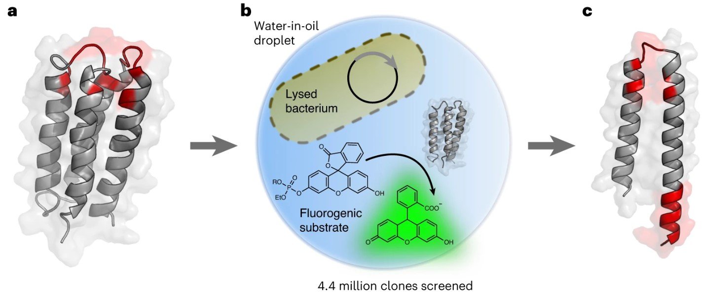 Droplet Microfluidics Enables Discovery of Novel Mini Proteins